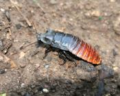Madagascar Hissing Cockroach Madagascar Hissing Cockroach