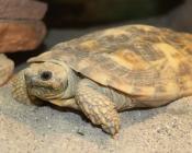 African Pancake Tortoise African Pancake Tortoise