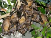 Straw-Colored Fruit BAt Straw-Colored Fruit Bat