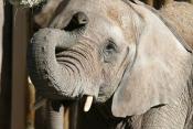 African Elephant