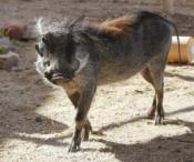 Warthog Warthog